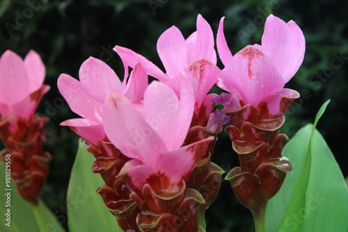 Pink Curcuma Alismatifolia Flower Blooming In A FlowerBed.	 photo