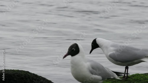 Black-headed Gull on the seashore photo