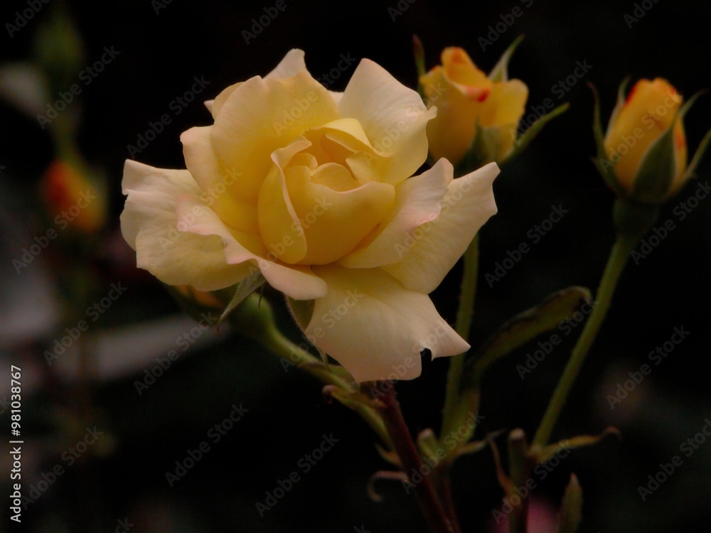 A soft yellow rose in bloom with budding flowers nearby. A soft yellow rose in bloom with budding flowers nearby.