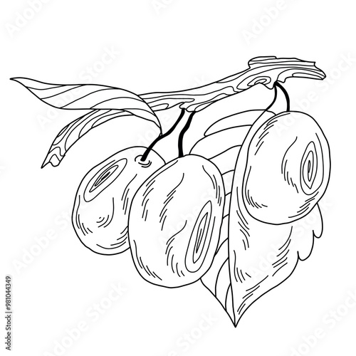 Juicy plum on a branch with leaves and stalks in line art style, black doodle on a white background