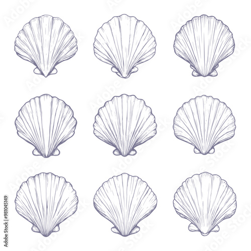 Sea shell clipart design illustration