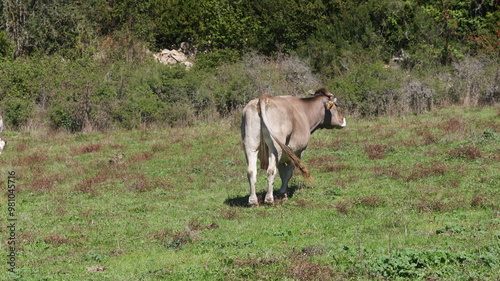 Vacas pastando en un prado verde