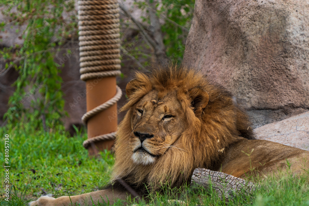 Obraz premium lion in zoo