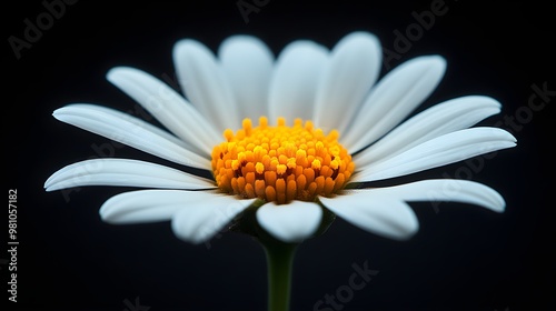 Macro shot of a white daisy against a dark backgroundThe bright yellow center and crisp white petals create a clean and minimalist look, ideal for nature or wellness-related designs photo