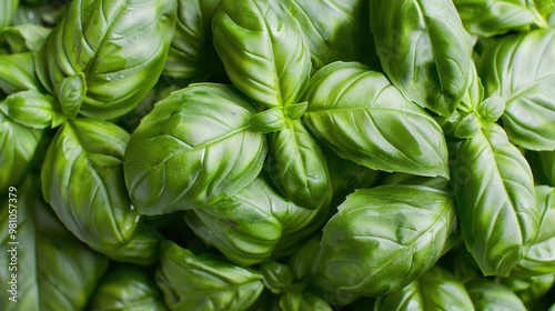 Close-up of fresh basil leaves, illustrating their vibrant green color and texture