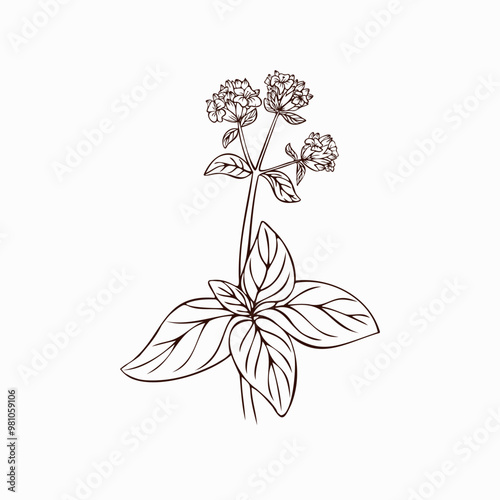 Marjoram flower hand drawn illustration, fragrant seasoning, spice packaging
