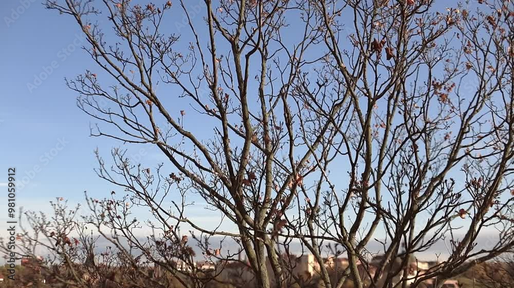 Autumn tree stands bare under a bright blue sky with view of city Prague Castle from Vysehrad Autumn tree stands bare under a bright blue sky with view of city Prague Castle from Vysehrad