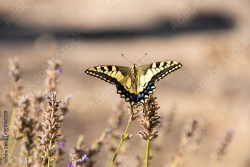 Papilio Machaon, mariposa photo