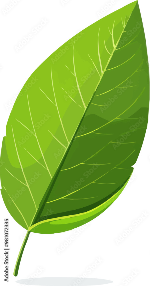 A leaf is shown in a white background. The leaf is green and has a leafy appearance A leaf is shown in a white background. The leaf is green and has a leafy appearance