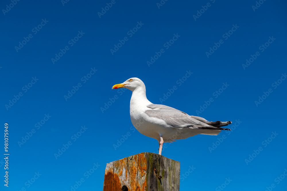 Naklejka premium seagull on the beach