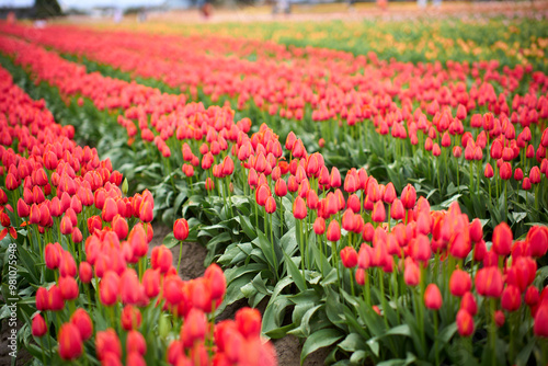 Rows of tulips