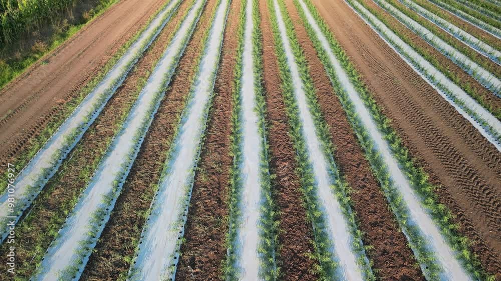 drone, agricoltura, coltivazione di piccole piante di kiwi
drone, agricoltura, coltivazione di piccole piante di kiwi