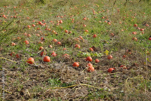 Kürbisfeld im Herbst vor der Ernte