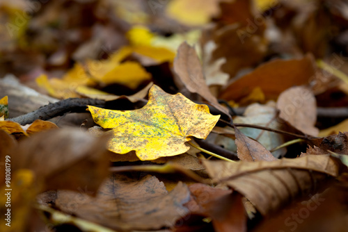 Autumn brown coloured fallen tree leaves - selective focus