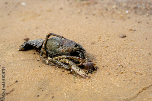 Obraz na płótnie dead crayfish on the sandy shore. w salonie