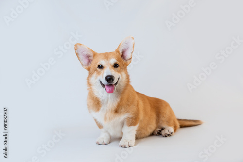 A Welsh Corgi dog sits on a white background smiling, a smiling dog isolated on a white background