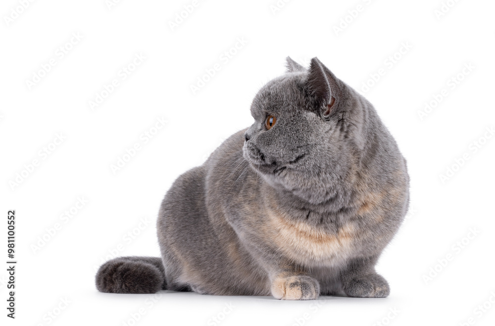 Obraz premium Excellent young blue tortie British Shorthair cat, laying down facing front. Looking side ways showing profile and round forehead. Isolated on a white background.