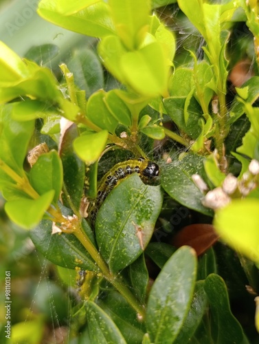 a caterpillar eats a boxwood plant Gardening