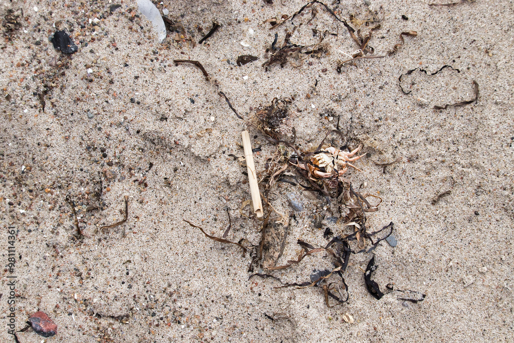 Dead crab and seaweed on a sandy beach at the Baltic Sea on a spring day in Rerik, Germany. Dead crab and seaweed on a sandy beach at the Baltic Sea on a spring day in Rerik, Germany.