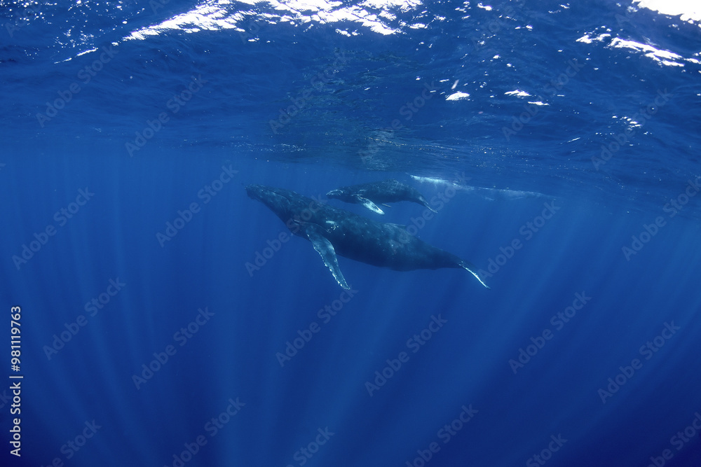 Pair of humpback whales near the surface. Whale mother with her calf. Pair of humpback whales near the surface. Whale mother with her calf.
