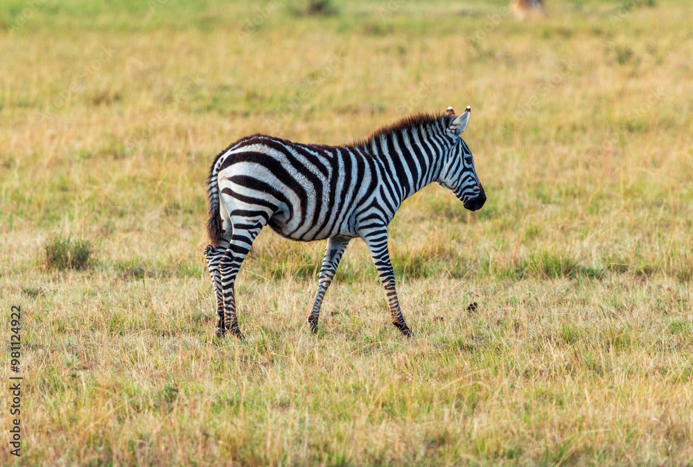 Young Zebra Walking in the Grasslands of Masai Mara, Kenya Young Zebra Walking in the Grasslands of Masai Mara, Kenya
