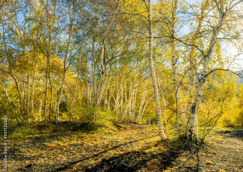 Fototapeta premium yellow autumn landscape of beautiful birch tree forest with season fall leaves , green pines, bushes and blue sky on background