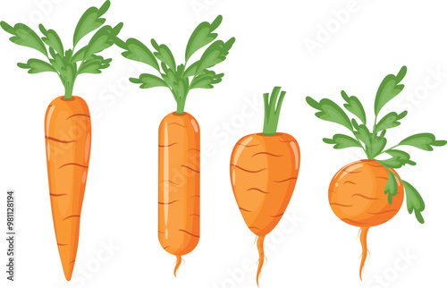 set of different varieties of carrots with green tails and leaves, vector
