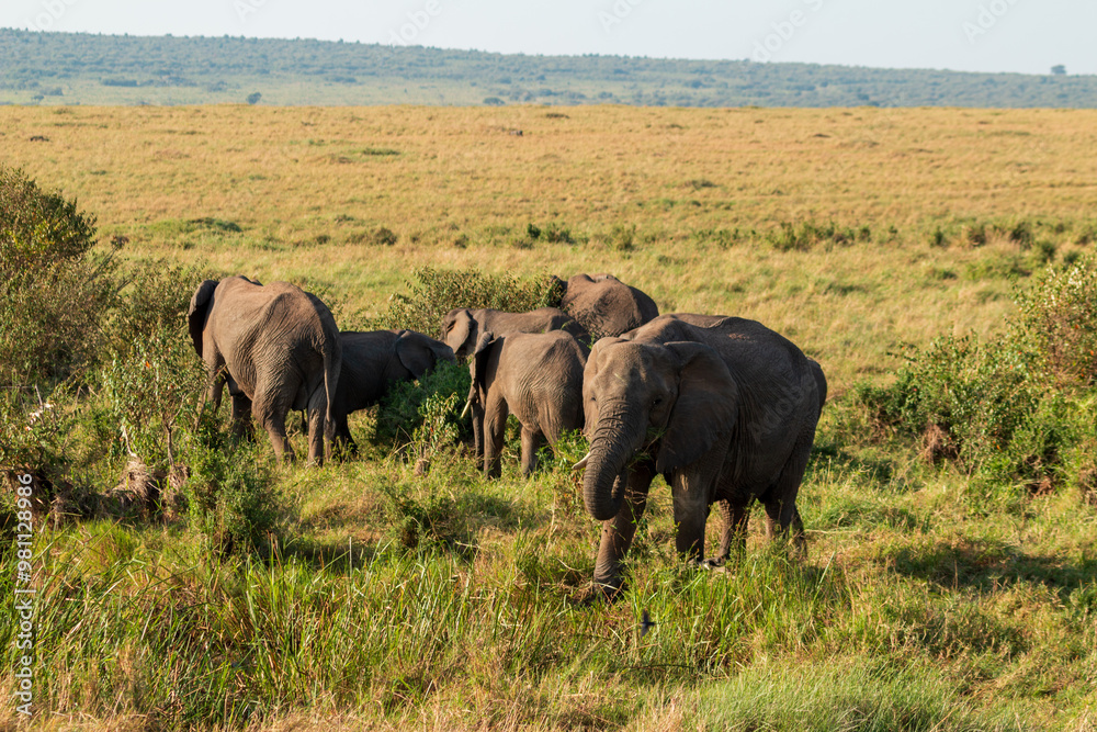 Herd of African Elephants Grazing in the Grasslands of Masai Mara, Kenya Herd of African Elephants Grazing in the Grasslands of Masai Mara, Kenya