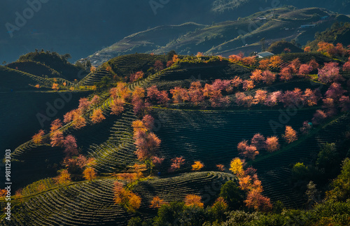 Sa Pa O Long tea hill in peach blossom season photo