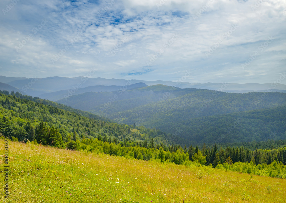 Naklejka premium carpathian mountain valley after the rain.