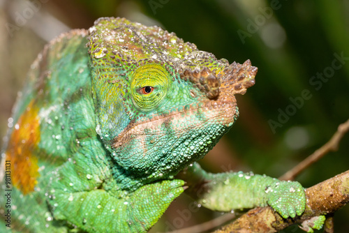 Obraz na płótnie Madagascar Parson chameleon resting on branch closeup w salonie