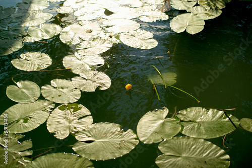 Sunlight glimmers on a tranquil pond scattered with green lily pads and a single yellow lily flower.