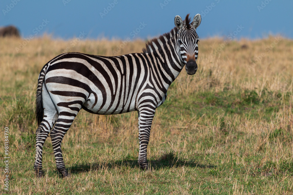 Naklejka premium Adult Plains Zebra Facing the Camera in the Grasslands of Masai Mara, Kenya