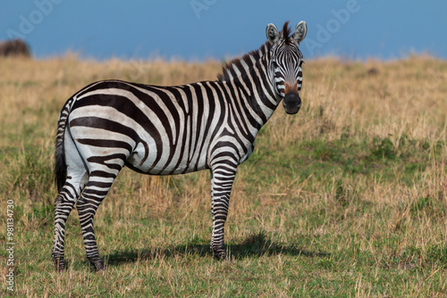 Adult Plains Zebra Facing the Camera in the Grasslands of Masai Mara, Kenya