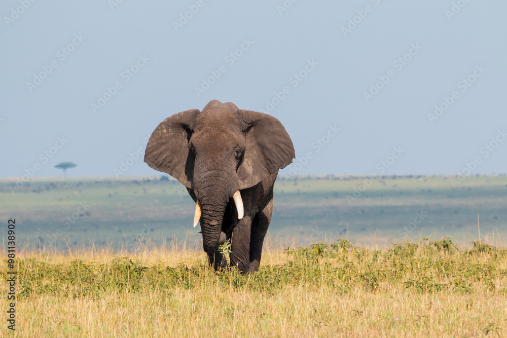 Obraz premium Adult Male African Elephant in the Open Grasslands of Masai Mara, Kenya