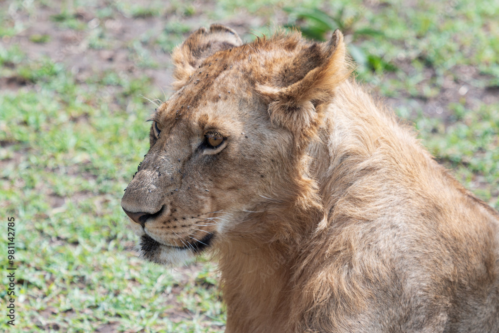 Fototapeta premium Portrait of a Young Male Lion in Masai Mara, Kenya