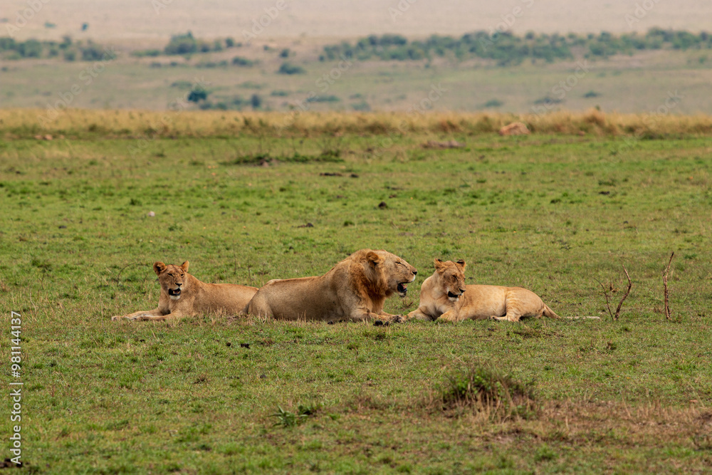 Lion Pride Resting in the Open Plains of Masai Mara, Kenya Lion Pride Resting in the Open Plains of Masai Mara, Kenya