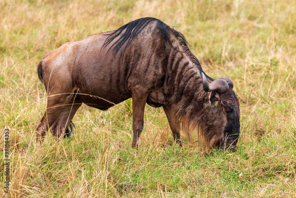 Wildebeest Grazing in the Grasslands of Masai Mara, Kenya Wildebeest Grazing in the Grasslands of Masai Mara, Kenya