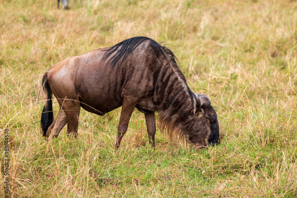 Wildebeest Grazing in the Grasslands of Masai Mara, Kenya Wildebeest Grazing in the Grasslands of Masai Mara, Kenya