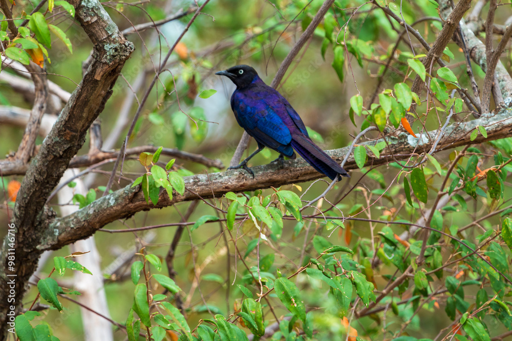 Rüppell's Starling Perched on a Tree Branch in Masai Mara, Kenya Rüppell's Starling Perched on a Tree Branch in Masai Mara, Kenya