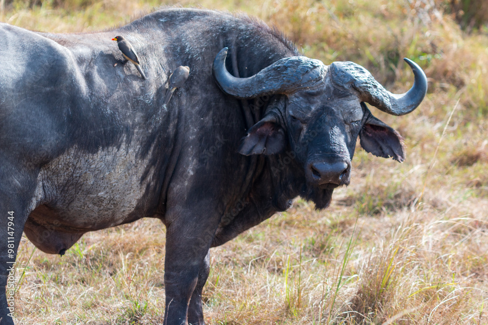 Close-up of an African Buffalo Staring at the Camera in Masai Mara, Kenya Close-up of an African Buffalo Staring at the Camera in Masai Mara, Kenya