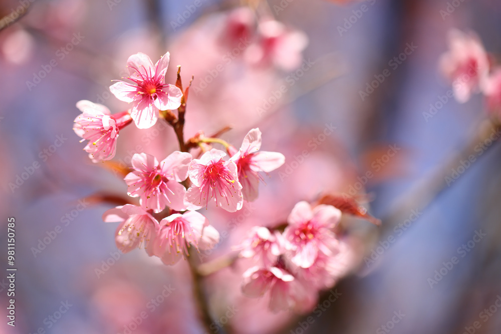 pink cherry blossom sakura flowers in close up pink cherry blossom sakura flowers in close up