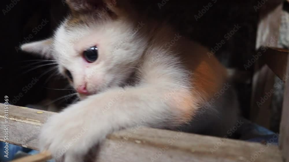 Small white kitten with a black spot on its head. A yard kitten plays with a stick, sitting in a wooden box with a rag. Countryside pets. Animal behavior, play and hunting. Funny game with a cat