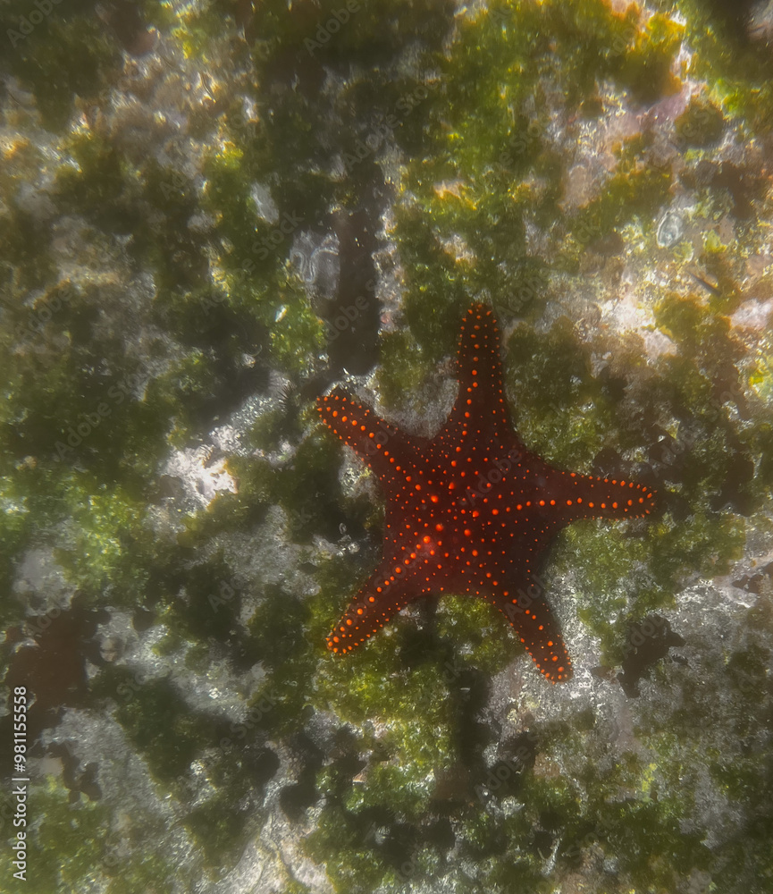 The Galapagos, Starfish
