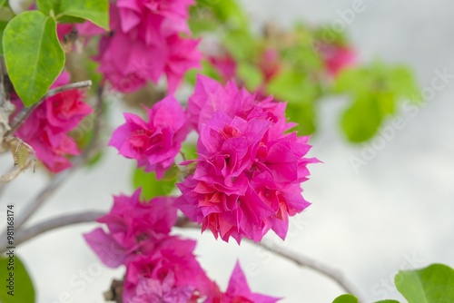 Isolated Paperflower or Bougainvillea gabra in garden. Head on shot with free space for design, mock up or wallpaper. Bunga bougenville, kembang kertas photo