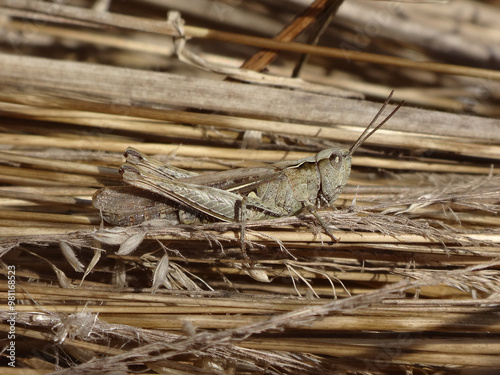 Foto The common field grasshopper (Chorthippus brunneus) , female sitting in dry gras