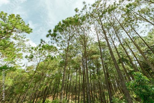 Pine forest photo