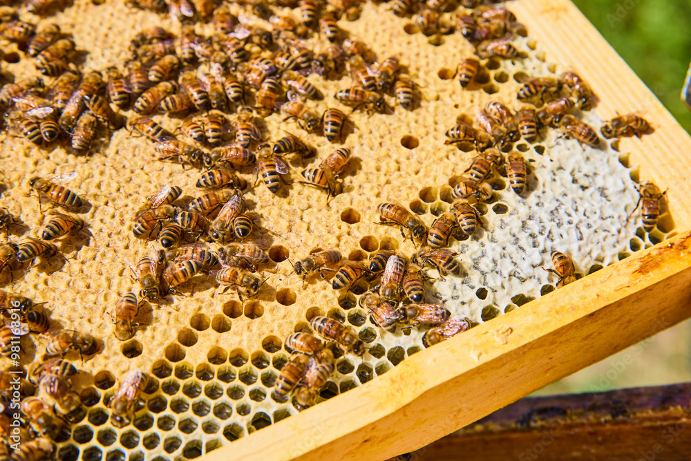 Bees on Honeycomb Frame in Motion Close-Up Bees on Honeycomb Frame in Motion Close-Up