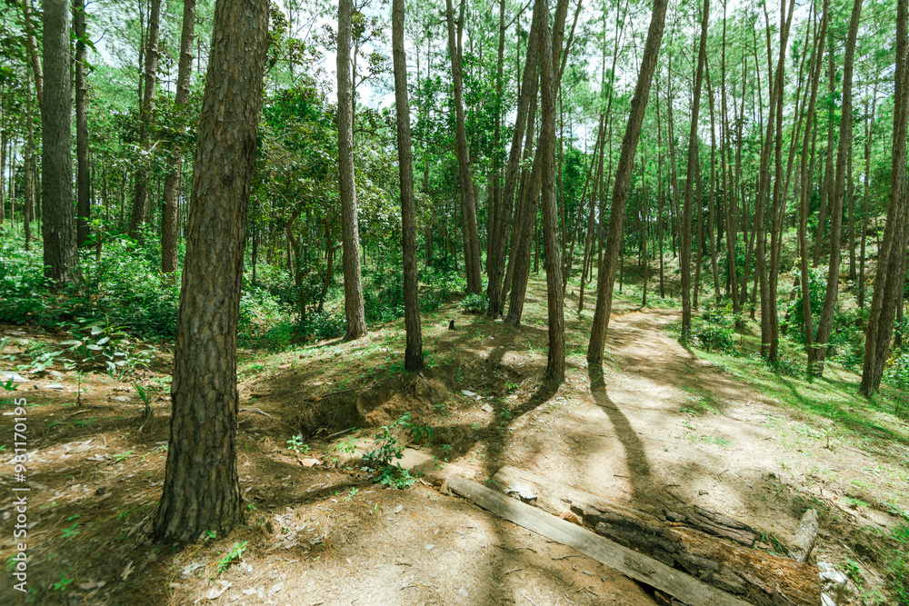 Obraz premium Pine forest