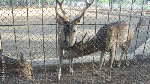 deer in the woods